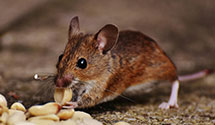 24 Hour & Emergency Exterminators in San Lucas, CA